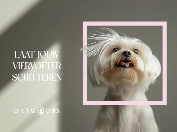 Logo ontwerp Limburg